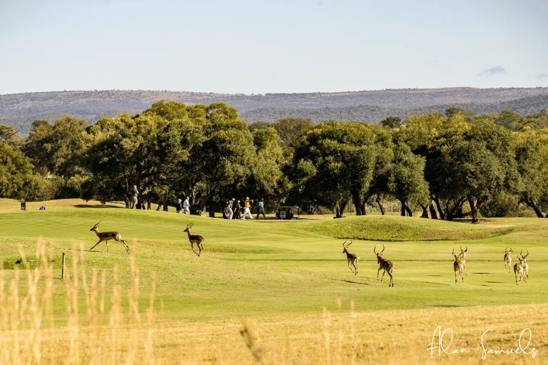 Adjudged runner up in Alfred Dunhill Links Championship Photo Competition. Taken in Koro Creek Bushveld Gold Estate in Modimolle, Limpopo.