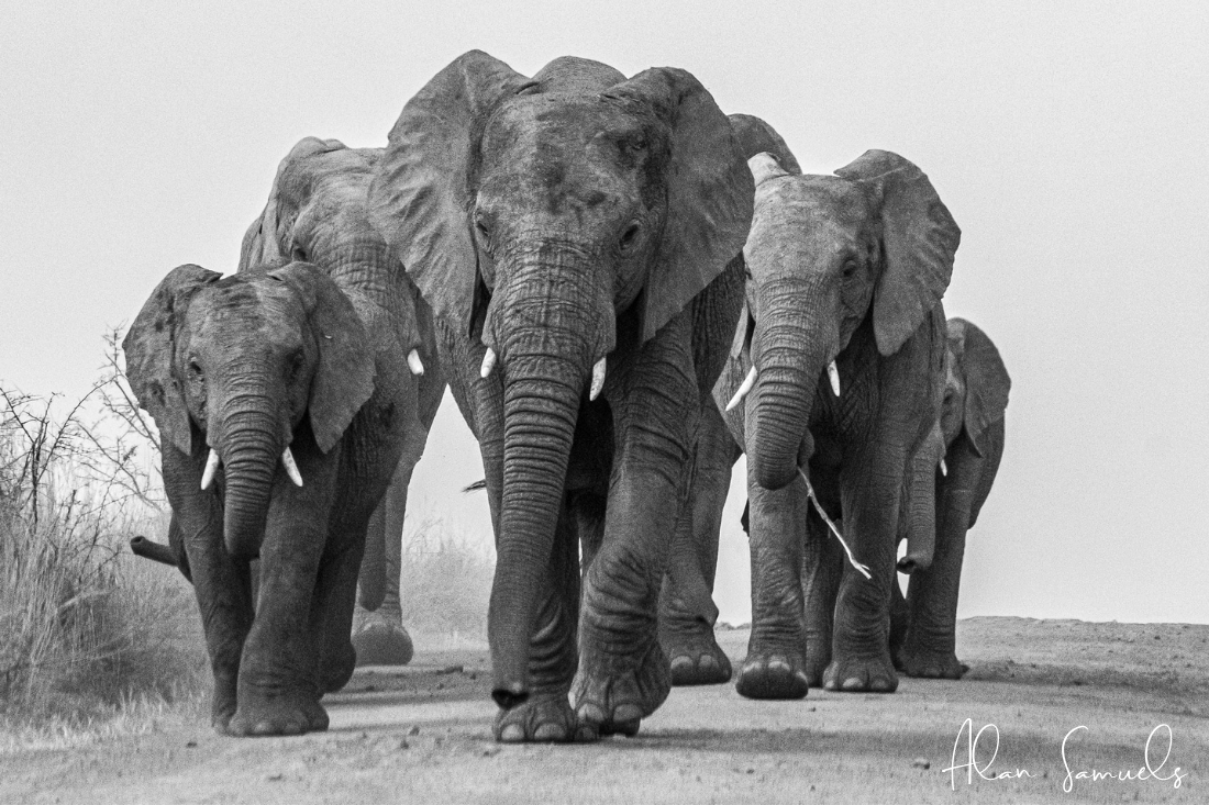 Monochrome Photography Awards Honourable Mention 2023. Taken in Pilanesberg National Park.
