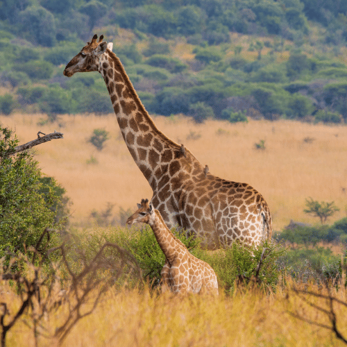 Wildlife in colour